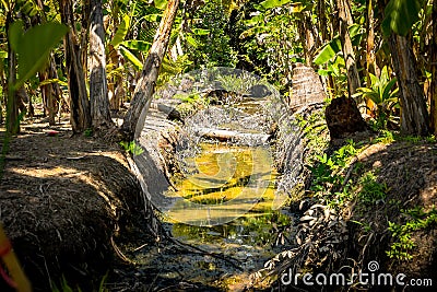Swamp landscape in vietnamese jungle at mekong Stock Photo