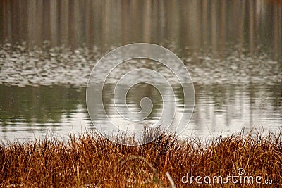 swamp landscape view with dry pine trees, reflections in water a Stock Photo