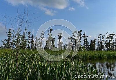 Swamp with Marsh Grass and Trees with Spanish Moss Stock Photo