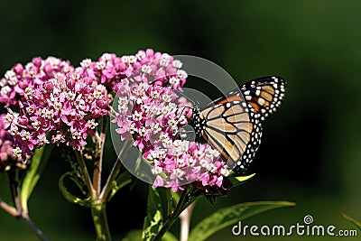 Swamp Milkweed with Monarch Butterfly 601455 Stock Photo