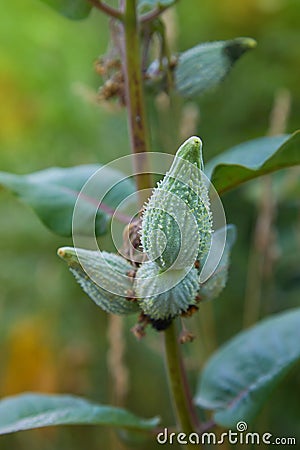 Swamp Milkweed Wildflower Asclepias incarnata, Asclepias speciosa Stock Photo