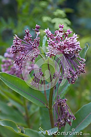 Swamp Milkweed Wildflower Asclepias incarnata, Asclepias speciosa Stock Photo