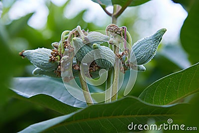 Swamp Milkweed Wildflower Asclepias incarnata, Asclepias speciosa Stock Photo