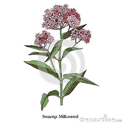 Swamp Milkweed Wildflower. Medicinal plant Vector Illustration