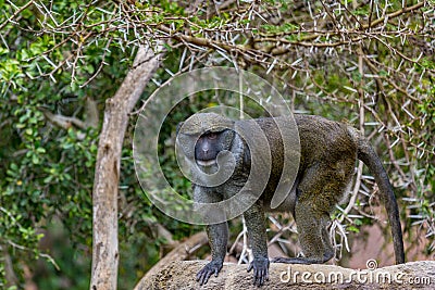 Swamp Monkey Stock Photo