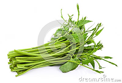 Swamp Morning Glory on white background Stock Photo