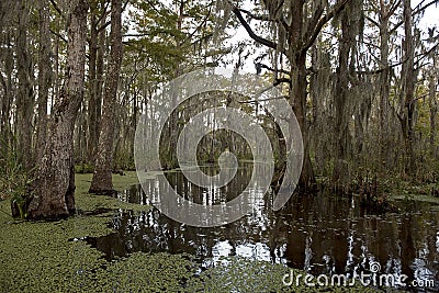 Swamp near New Orleans, Louisiana Stock Photo
