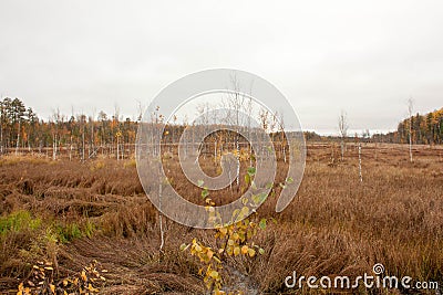 Swamp photo for your design. in Stock Photo