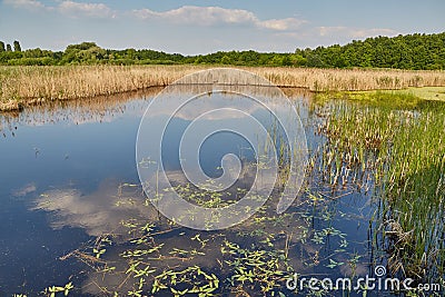 Swamp with plants growing Stock Photo