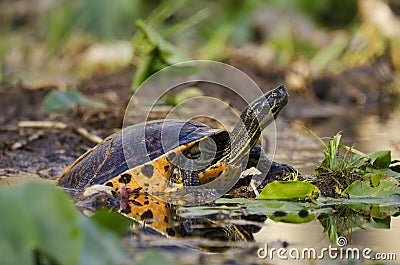 Swamp Pond Slider River Turtle, Okefenokee Swamp National Wildlife Refuge Stock Photo