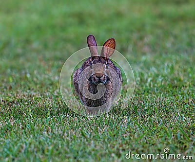 Swamp rabbit (Sylvilagus aquaticus) in green grass Stock Photo