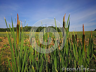 Swamp reeds on a small swamp on the edge of the forest Stock Photo