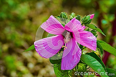 Swamp Rose Mallow, Hibiscus moscheutos Stock Photo