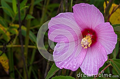 Swamp Rose Mallow in a marsh. Stock Photo