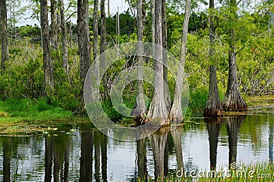 swamp scene with cypress tree Stock Photo