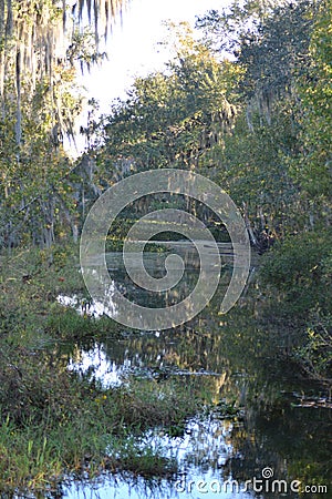 Swamp Scene with trees and water Stock Photo