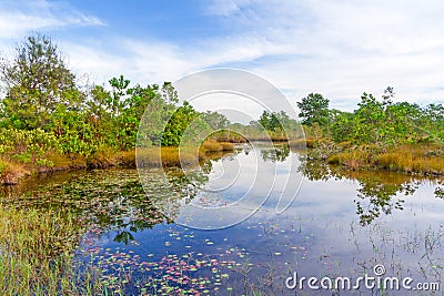 Swamp scenery on the Koh Kho Khao island Stock Photo