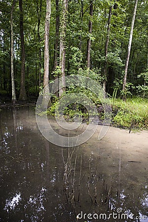 Swamp with soil runoff Stock Photo