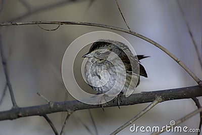 Swamp sparrow bird sits perched on a branch Stock Photo