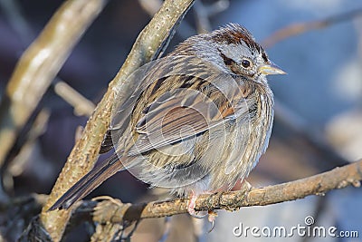 Swamp Sparrow in the cold Stock Photo