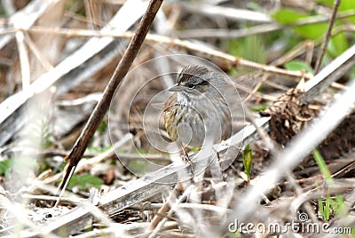 Swamp Sparrow at Exner Marsh Nature Preserve, Illinois USA Stock Photo