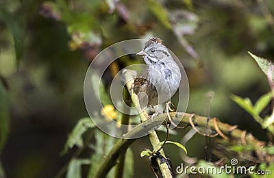 Swamp Sparrow, Walton County, Georgia USA Stock Photo