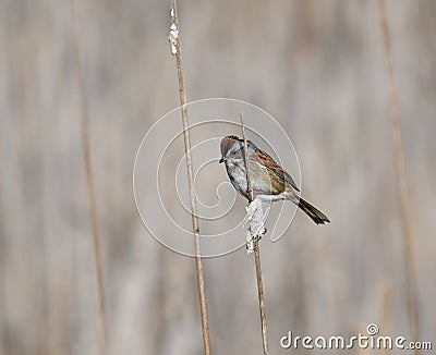 Swamp Sparrow perched on a cattail in spring Stock Photo