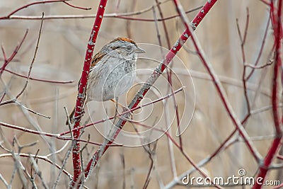 Swamp Sparrow - Melospiza georgiana Stock Photo