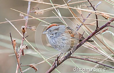 Swamp sparrow (Melospiza georgiana) perched on dead tree branch Stock Photo