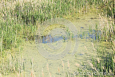 Swamp with standing water Stock Photo
