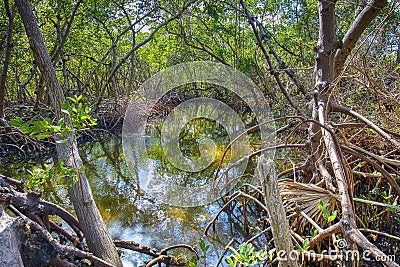 Swamp Surrounded And Shaded By Mangroves Stock Photo