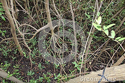 Swamp trees growing in brackish water Stock Photo