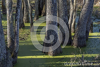 Swamp tupelo trees with duckweed Stock Photo