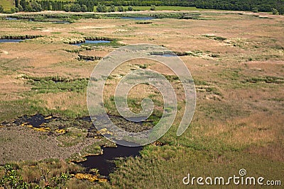 Swamp view Stock Photo