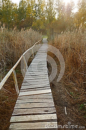 Swamp walking path Stock Photo
