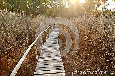 Swamp walking path Stock Photo