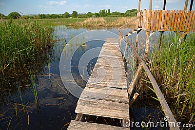 Swamp walking path Stock Photo