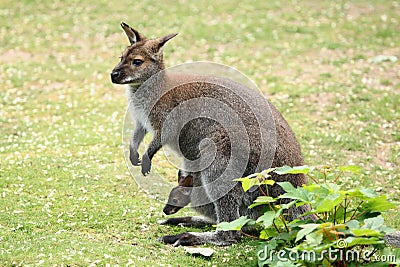 Swamp wallaby (Wallabia bicolor) Stock Photo