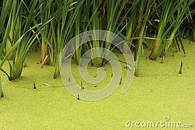 Swamp water Stock Photo