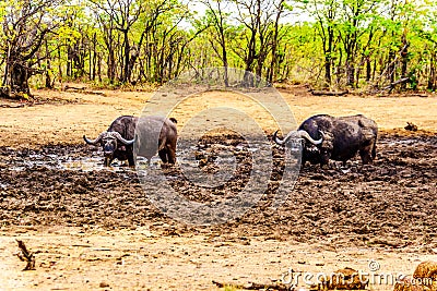 Swamp Water Buffalos standing in a pool of mud in Kruger National Park Stock Photo