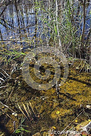 Swamp water Stock Photo