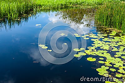 Swamp with water lily at noon, clouds reflection in the water Stock Photo