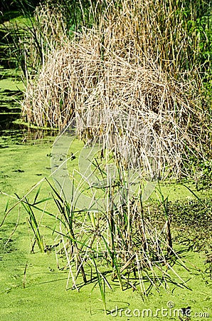 Swamp Water and Plants Stock Photo