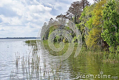 Swamp Waters Stock Photo