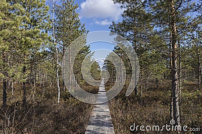 Swamp wooden board trail, walking through the in late autumn day Stock Photo