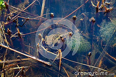 Swampland Stock Photo