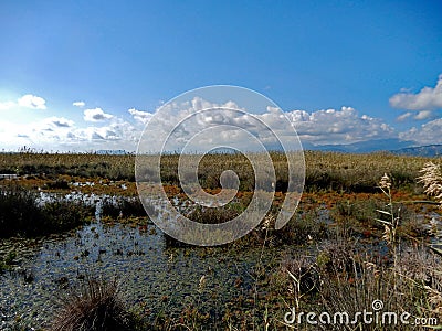 Swampland, Santa Margalida, Mallorca, Spain Stock Photo