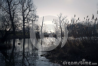 Swamps in autumn. Cool dark lake in primeval forest. Stock Photo