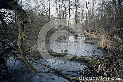 Swamps in autumn. Cool dark lake in primeval forest. Stock Photo