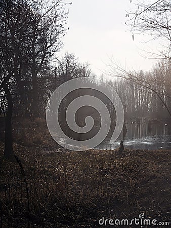 Swamps in autumn. Cool dark lake in primeval forest. Cold melancholic landscape. Stock Photo